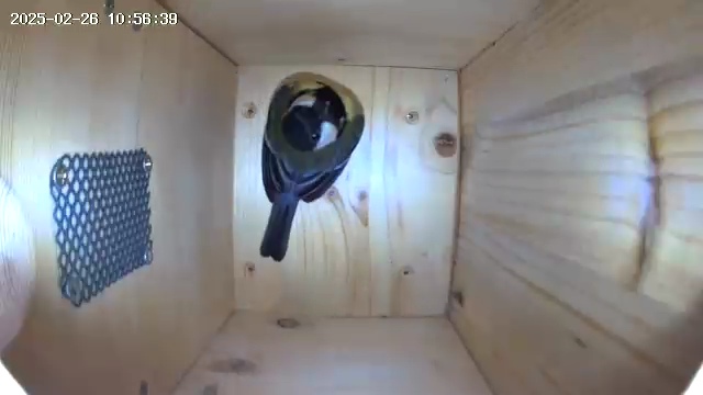 Intérieur du nichoir